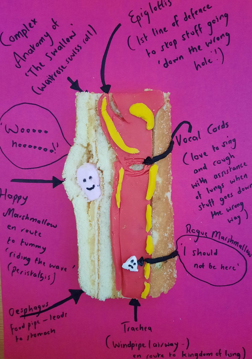 EmmaMac_SLT's tweet photo. @HannahLNewbold @swallowsgroup @AECCUniversityC thanks for the prompt....you inspired me to do some fun anatomy this afternoon also! https://t.co/Q6Q04yBHoI