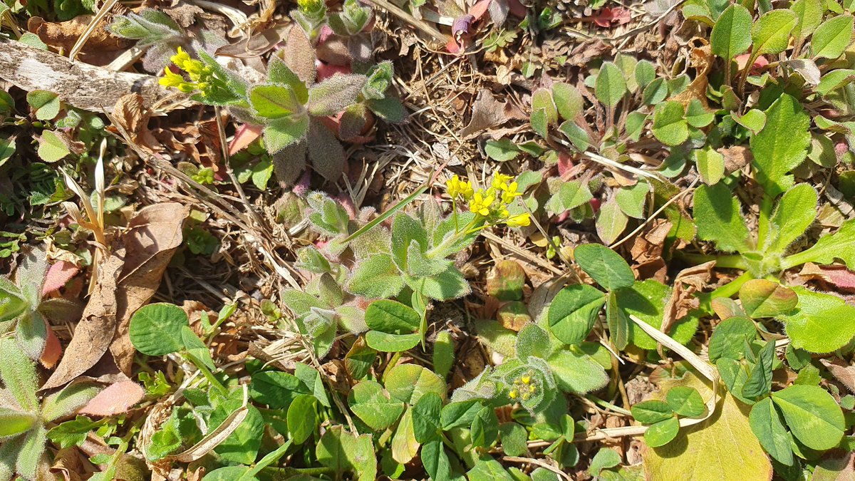 꽃다지(Draba nemorosa)
- 이른 봄에 피는 노란 꽃
- 십자화과 식물로 꽃잎이 4장(십자모양) 
- 십자화과는 배추과, 겨자과 라고도 부르는데 실제로 배추와 겨자가 십자화과에 속함
- 봄에 많이먹는 냉이도 십자화과라 꽃 색깔만 흰색일 뿐  꽃다지와 꽃이 매우 비슷함