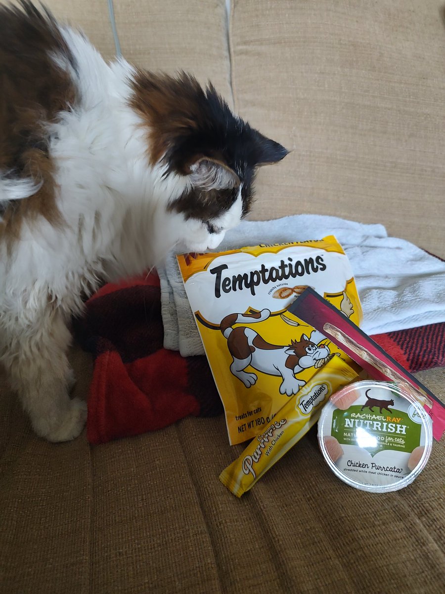 peanutbudderj's tweet photo. All dis for ME??? 🤭 Today marks two years since my parents adopted me! I've been living the life of luxerry ever since ✌️💁🏻‍♀️😻💅 #CatsOfTwitter #cute #CatsAreFamily https://t.co/gjBwWilynC