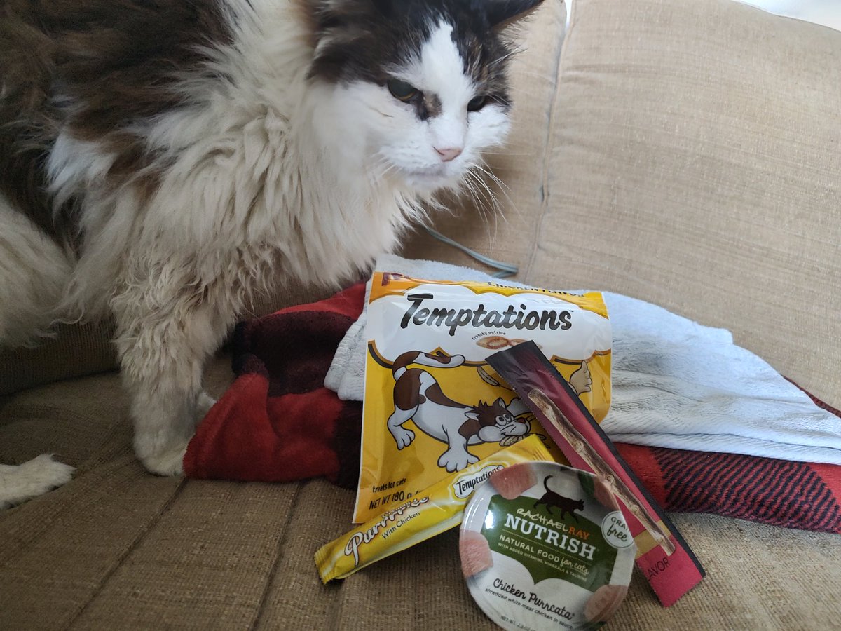 peanutbudderj's tweet photo. All dis for ME??? 🤭 Today marks two years since my parents adopted me! I've been living the life of luxerry ever since ✌️💁🏻‍♀️😻💅 #CatsOfTwitter #cute #CatsAreFamily https://t.co/gjBwWilynC