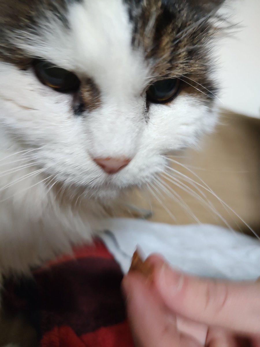 peanutbudderj's tweet photo. All dis for ME??? 🤭 Today marks two years since my parents adopted me! I've been living the life of luxerry ever since ✌️💁🏻‍♀️😻💅 #CatsOfTwitter #cute #CatsAreFamily https://t.co/gjBwWilynC