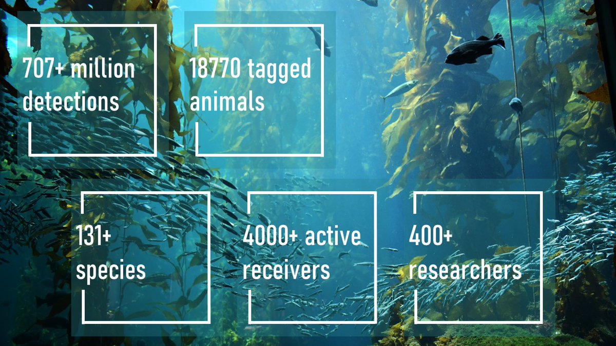 Our mission: to track aquatic life to better understand, protect &amp; manage it. An update on how we're doing: >400 members, nearly 20000 tagged animals from >130 species, >4000 active acoustic receivers currently deployed, &amp; >707 MILLION detections!! 🤯😍🐟

#trackingnotslacking