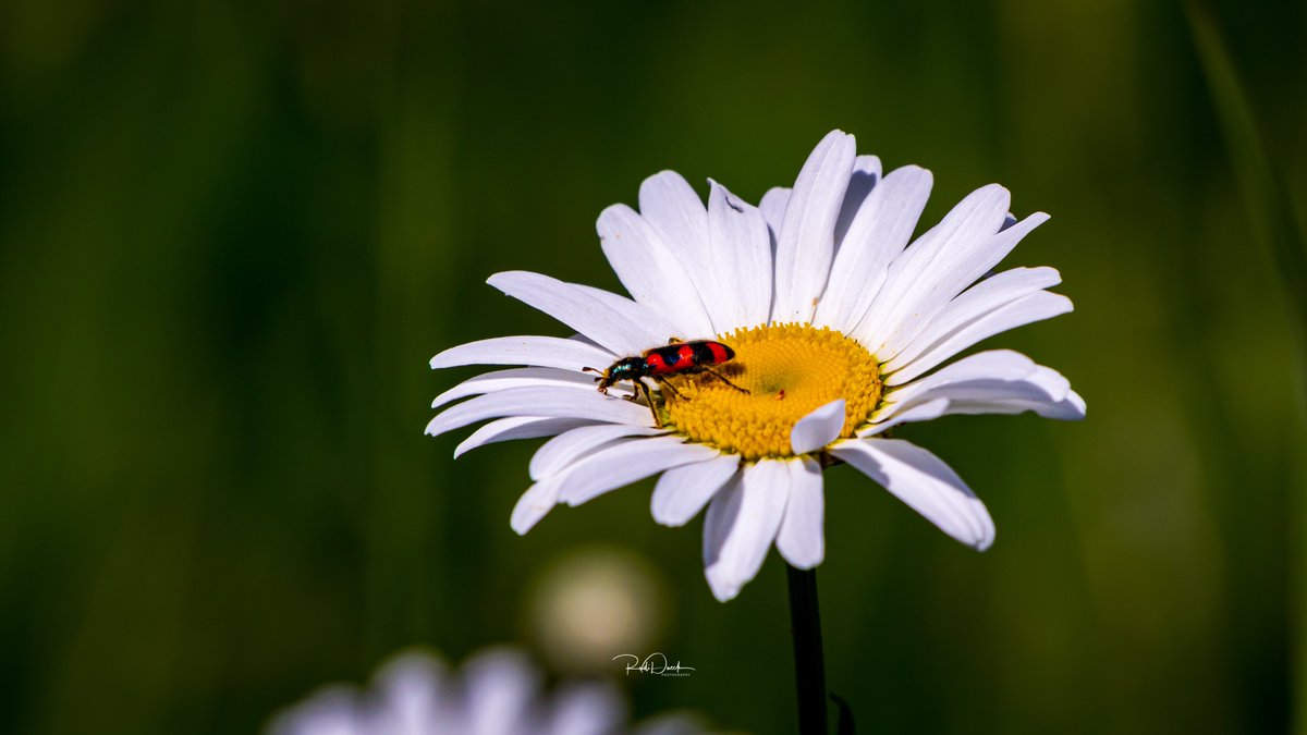RudiDueck's tweet photo. Who said bugs don’t look beautiful. Specially, on a flower.  #Freshness #CloseUp #FlowerHead #Wildflower #Daisy #Nature #Petal #Outdoors #AnimalWildlife ￼#bugs ￼#raw_bugs #raw_flower 
All of my Pictures have been taken with a Canon 5D Mark IV. Lenses Canon 100-400mm Canon 24-105mm 
Follow @PhotographerRudiDueck and Subscribe to our YouTube channel, @NomadOutdoorAdventure&TravelShow 
Website: https://t.co/yiiB82nmYH
                                                                                                                                                                                                 ❤️❤️————————👍👍                                                    
                                                             #PhotographerRudiDueck
#BirdPhotography
#Animalgang
#LandscapePhotography
#Landscape
#NaturePhotography 
#CanadianPhotographer 
#Birds
#Plants
#Flowers
#MacroPhotography
#NomadOutdoorAdventureTravelShow
#outdoors #Adventure
#Discovernature #Discoverwildlife
#Wildlife 
#CanadianWildlifePhotographer
#WildlifePhotography
#TravelShow
#Nature
#Waterfalls
#MacroShot
#Insects
#Photography                                               

👍————————————❤️                                               

All Images/Video Rights Belong to @PhotographerRudiDueck. 
#Verotography #Vero
@naturecommunity #naturegang