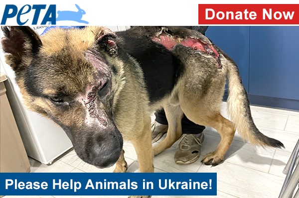 marillion13's tweet photo. Help Animals in #Ukraine, #SharingIsCaring, #SocialSecurity here only for the #MultipleDisabled #LongtimeLupusSurvivor (since 1992 yet).
https://t.co/bGzd7cZTW8
@peta https://t.co/eJRQvoqswY