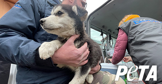 marillion13's tweet photo. Help Animals in #Ukraine, #SharingIsCaring, #SocialSecurity here only for the #MultipleDisabled #LongtimeLupusSurvivor (since 1992 yet).
https://t.co/bGzd7cZTW8
@peta https://t.co/eJRQvoqswY