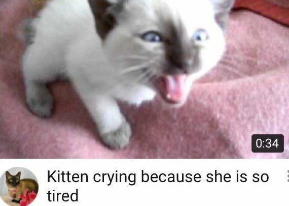 thats me i am kitten