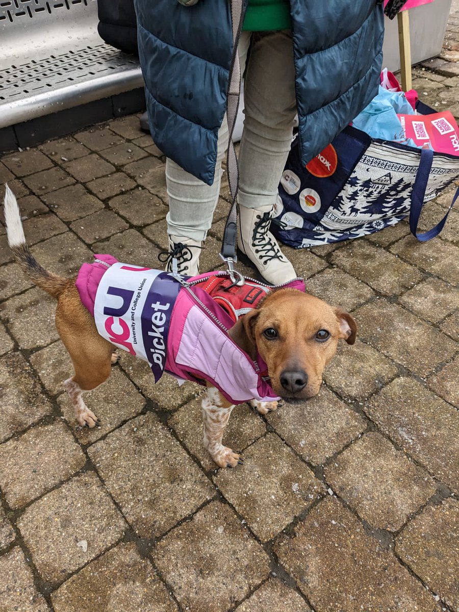 Picket duty dog @ucu @lyndashentall