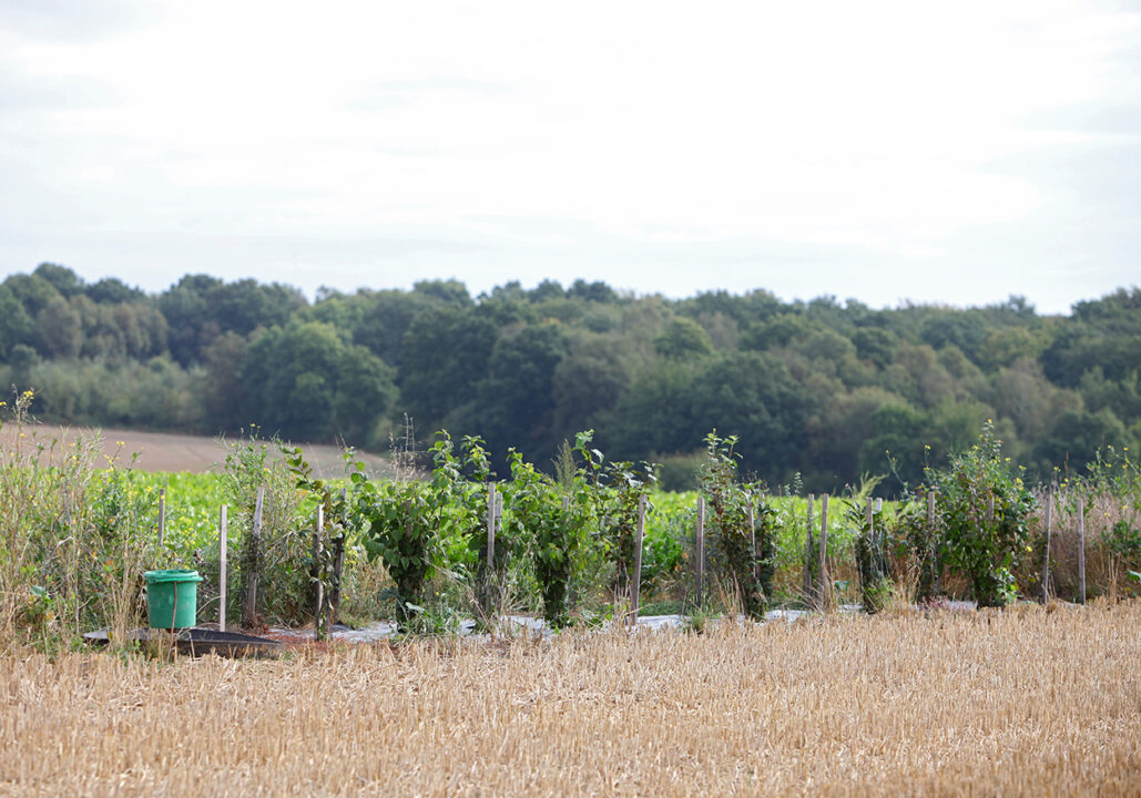 Hunters are on the frontline tackling biodiversity loss!
In 20 years, Vendéen hunters (FDC85, France) financed and planted 512,000 trees and shrubs, representing 374 ha of woodland and 96 km of hedges. 
Learn more here bit.ly/408Wnu1
#RestoreNature #BiodiversityManifesto