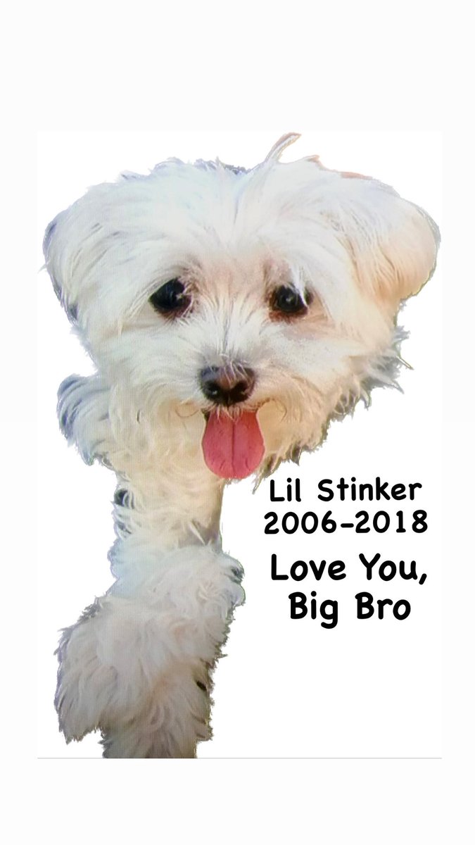 lynnjulian007's tweet photo. 🐶 #DrSmallz here…
Remembering my Big Bro
on his heavenly barkday. 🙏🏼
#LilStinker #rainbowbridge
#servicedog #medicalalert #servicedogsofinstagram #malteselovers #maltesedogs
#bostonmarathonbombing #survivor https://t.co/r9YTROCnFe