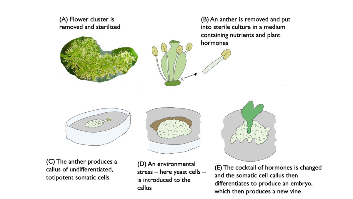 Marlborough at 50: a new project to safeguard the vineyard of the future, using accelerated clonal selection wineanorak.com/2023/03/15/mar… @winemarlborough @nzwineeurope @nzwine @BragatoResearch