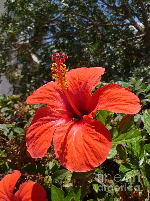 VHSPhotography's tweet photo. New artwork for sale! - "Red Hibiscus" - https://t.co/Dxp2D99w9f @fineartamerica https://t.co/AVxEb08eXD