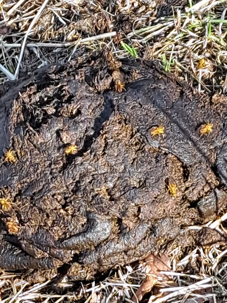 JiscaDijk's tweet photo. #Kristalbad #Dungfly #poepvlieg #Insecten #Lakenvelders #KoeienvanJelle #Biodiversiteit
😃Schraal weitje met koetjes en nu strontvliegen 😃
Enig ID?
Graag! 😊 https://t.co/EPsHs8g99v