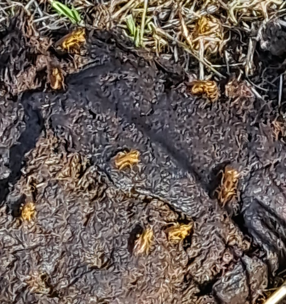 JiscaDijk's tweet photo. #Kristalbad #Dungfly #poepvlieg #Insecten #Lakenvelders #KoeienvanJelle #Biodiversiteit
😃Schraal weitje met koetjes en nu strontvliegen 😃
Enig ID?
Graag! 😊 https://t.co/EPsHs8g99v