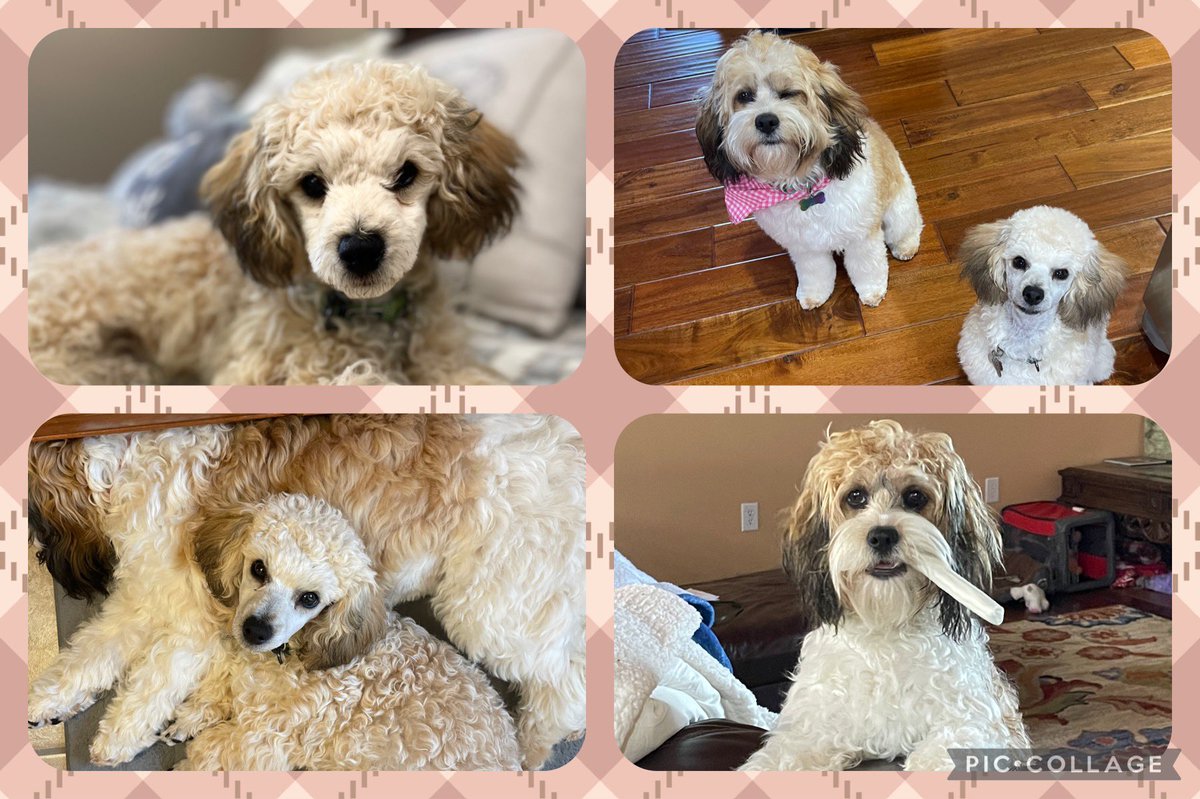 mrstechpig's tweet photo. @MicrosoftFlip Spending time with my puppers! https://t.co/IF9NFyr7Qu