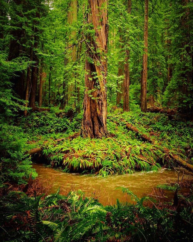 One rainy wet flooded day in the redwoods, camera bag is still drying out but it was a fun adventure ☺️

#redwoods #redwoodnationalpark #redwoodtrees #flood #rainb#rainyday #photographerlife #pnw #norcal #pnwphotographer #landscapephotography instagr.am/p/Cp0J7aSrr_S/