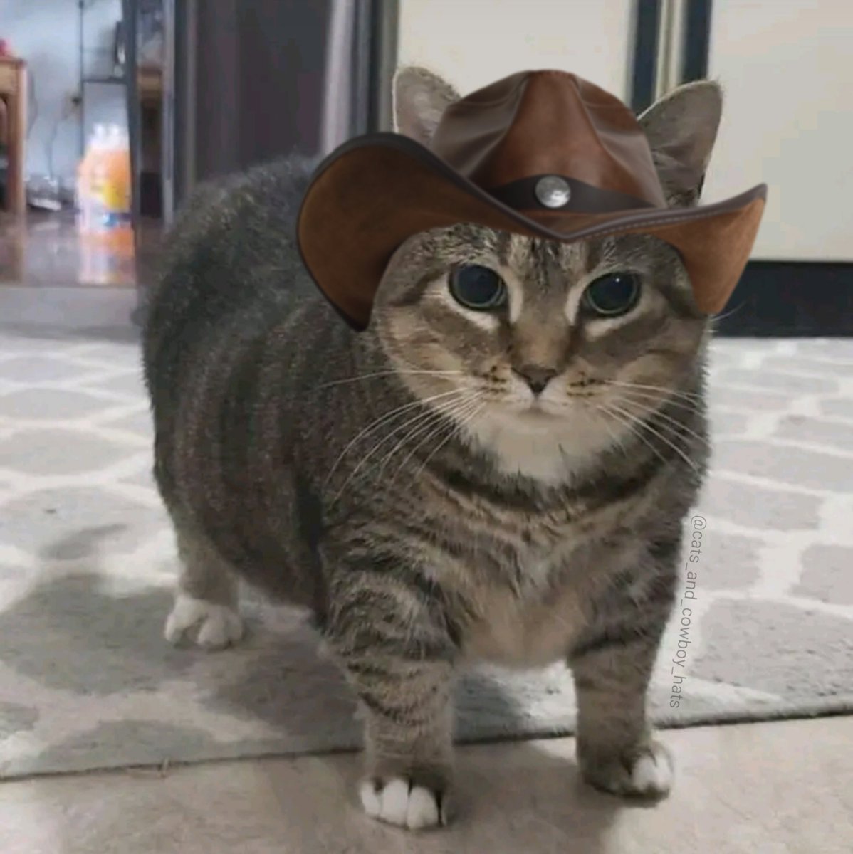 CowboyCats's tweet photo. https://t.co/pZvSgk5j7J