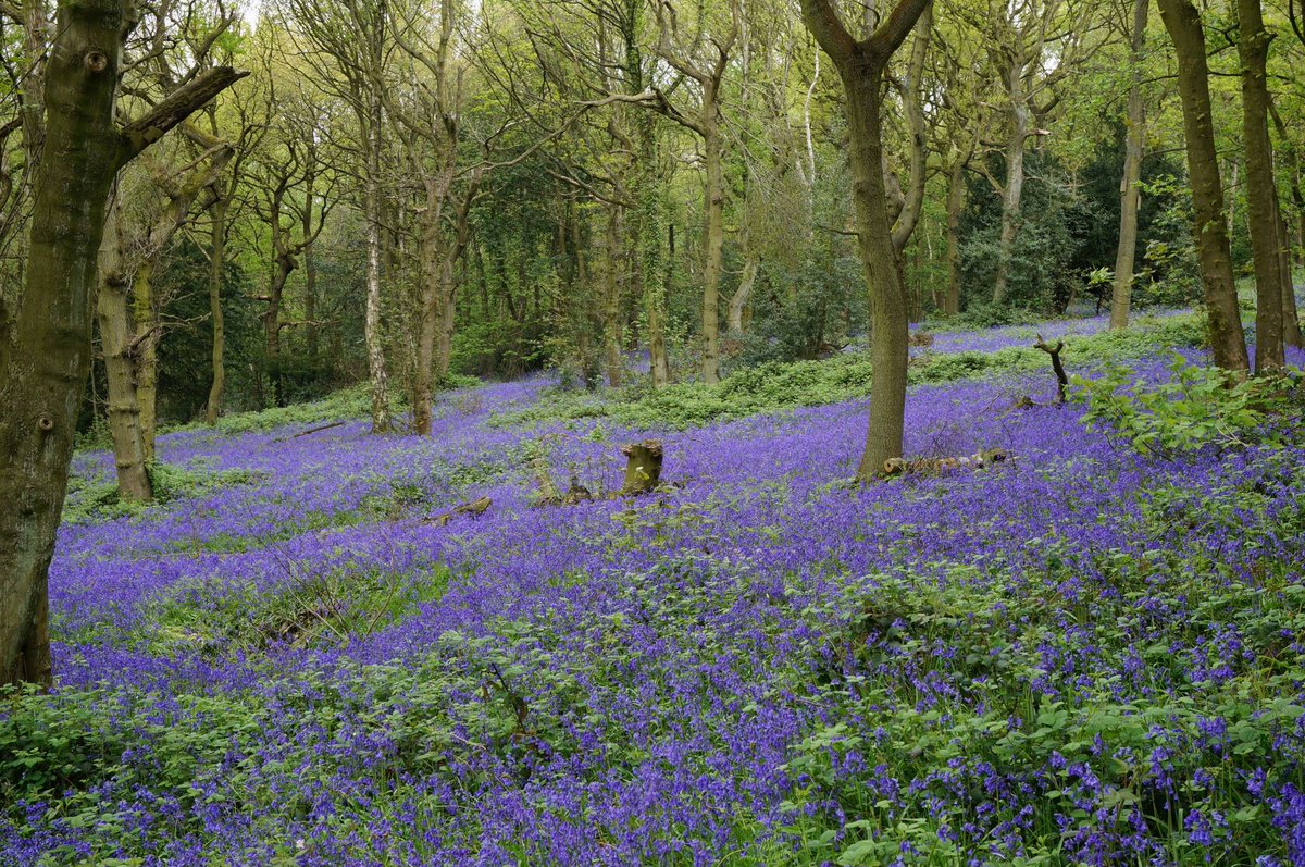 NeuKelte's tweet photo. #Celtic #LegendaryWednesday: `In #Irish, the Bluebell is known as Coinnle Corra. These delicate spring-blossoming wild flowers have their place in Irish #mythology: On her wedding night to #Fionn mac Cumhaill, #Grainne was said to have mixed bluebell with tormentil and 
1/2 https://t.co/VP3bbAq51r