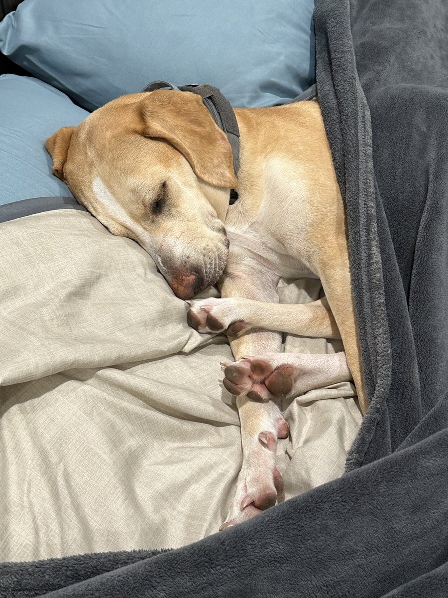 BrownieTurd's tweet photo. Look at her feet! Iโm so confused. ๐คฃ #PretzelPenny #BedThief #DayLightSavingsTimeIsGreat https://t.co/LxmwnjbqPa