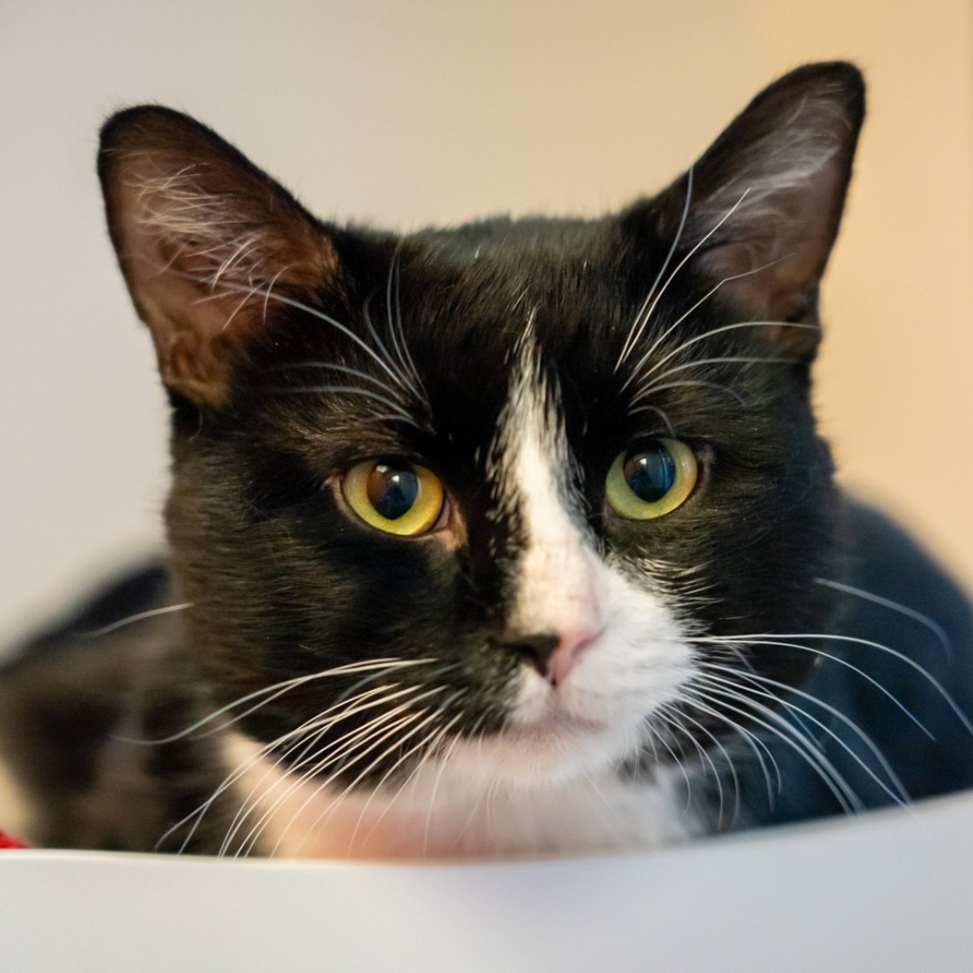WinnipegHumane's tweet photo. Briggs has got it all: the look, the charm &amp; even the pizazz! 🤩 Coming in as a stray, we don't know about Briggs' history, but we know that this 3 yr old will surely steal your heart with his black &amp; white tuxedo and affectionate personality. Visit 45 Hurst Way. #AdoptDontShop https://t.co/ezz8k1UuEp