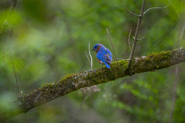 Canon R6 Mark II Gallery: Hit the trail with Canon’s versatile R6 II full-frame mirrorless camera - ow.ly/9fq650Nj2pf