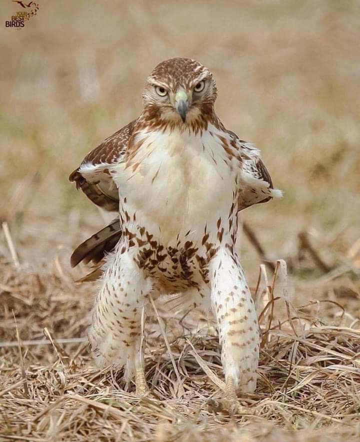 Good morning have a great day blessings.! 🌞🙏🌈✨💫🐾🦅⚡️📸💯❤️