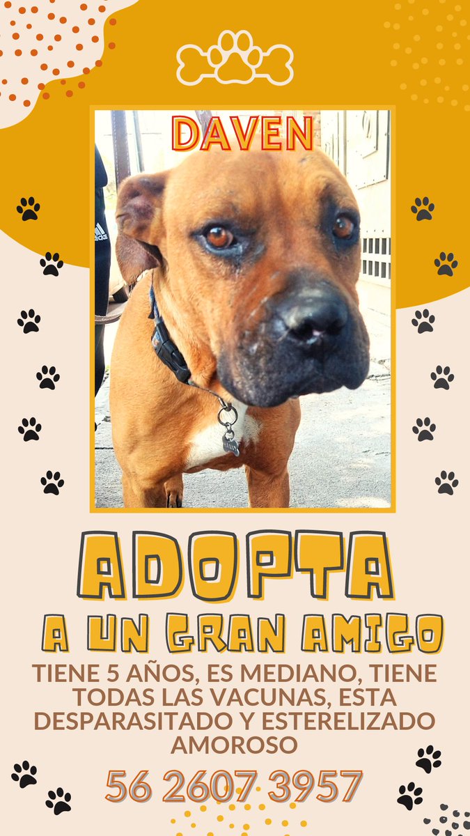 Daven busca familia 
Talla mediana grande
5 años de edad aprox
Es un perro muy tranquilo en casa, cariñoso, hace del baño en la calle ( le gusta caminar).
Convive con otros perros.
Le das una oportunidad de ser parte de tu familia?🙏🏻
