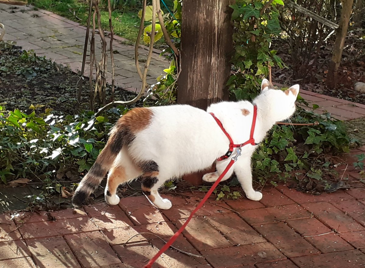 TrudiWaldfee's tweet photo. Frau Mensch ist mittwochs zu Hause und die Sonne scheint. Da kann ich endlich mal eine kurze, weil noch ganz  schön kalt, Gartenkontrolle machen.
War da gerade was?
Allen einen schönen Mittwoch noch. 
#CatsOfTwitter https://t.co/NP5uAjVV7f