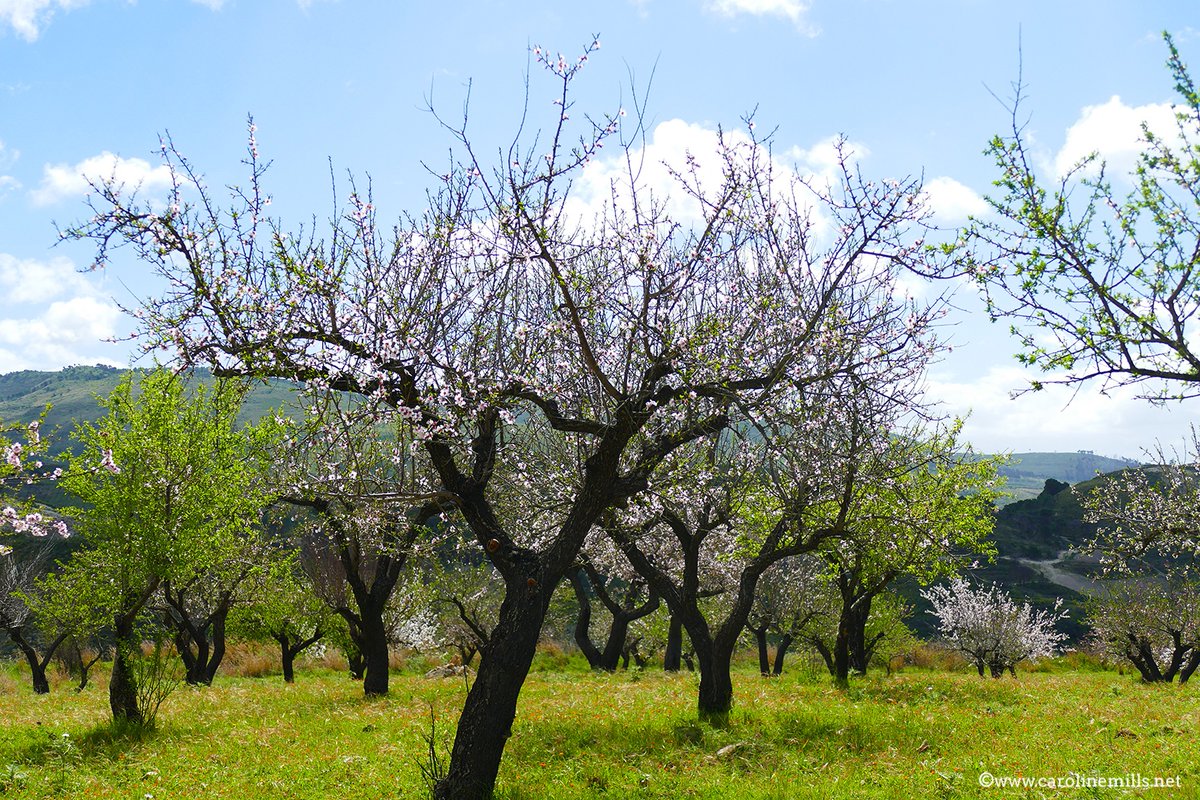 But... once on the open road, #Sicily offers extraordinary scenery crossing through the middle of the island. Penultimate leg of my #camping #roadTrip from UK to <a href="/VisitMaltaUK/">Visit Malta UK</a>. #BGTWMalta #MoreToExplore <a href="/TravWriters/">BGTW: British Guild of Travel Writers</a>