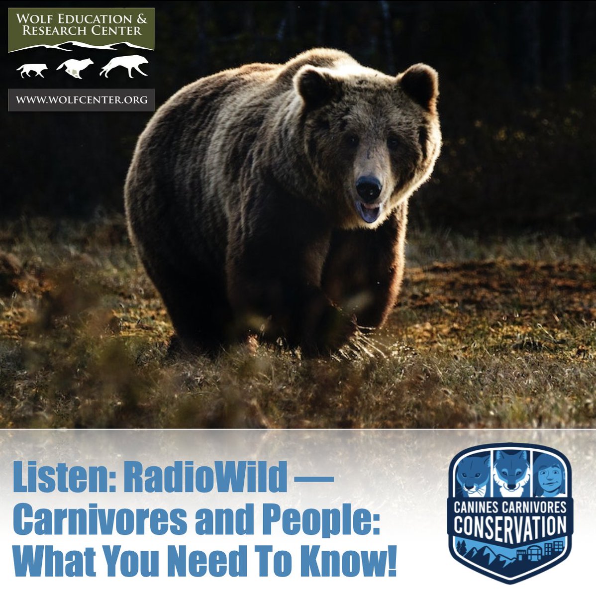 SawtoothLegacy's tweet photo. Check out this throwback episode of RadioWild with Darrell &amp; Lorna Smith from Western Wildlife Outreach! They discuss important wildlife-related subjects in the Pacific Northwest including grizzly bears, black bears, cougars, and gray wolves. Listen here: https://t.co/gTUtrS0Lmr https://t.co/JSg2quv129