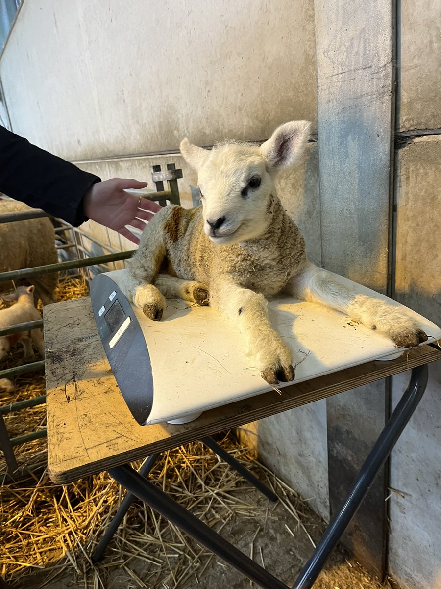 bingbong2005's tweet photo. Happy little lambs💙@TheNorthSchFarm https://t.co/ETm2fmy3Pf