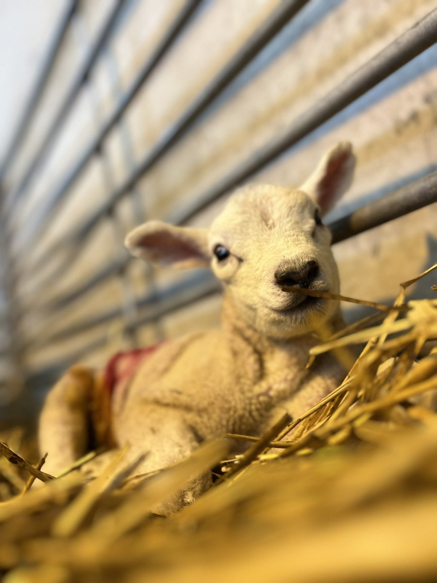 bingbong2005's tweet photo. Happy little lambs💙@TheNorthSchFarm https://t.co/ETm2fmy3Pf
