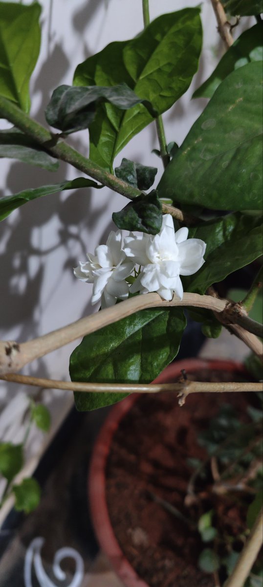 PadmaMaramganti's tweet photo. Fragrance full evening βΊοΈ
#balconyblooms
#jasmineseason
#summerisin https://t.co/jDIZFDtLSF