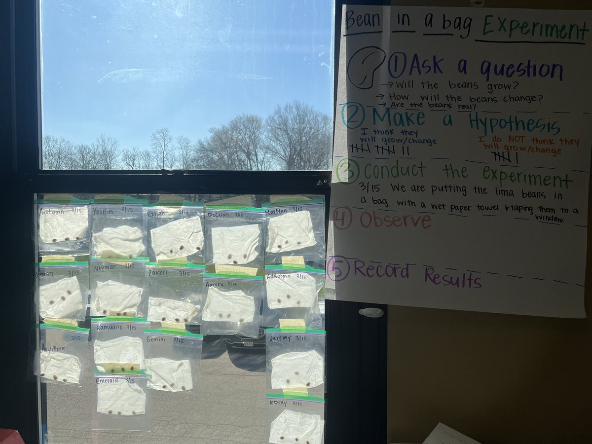 KGibson2022's tweet photo. In kindergarten we started the bean in a bag experiment today! We are learning about living and non living things, as well as everything plants need to grow and survive. We planted our beans will observe them over the next few weeks! @9thDistVikings #kindergarten #science https://t.co/db23N8uixM