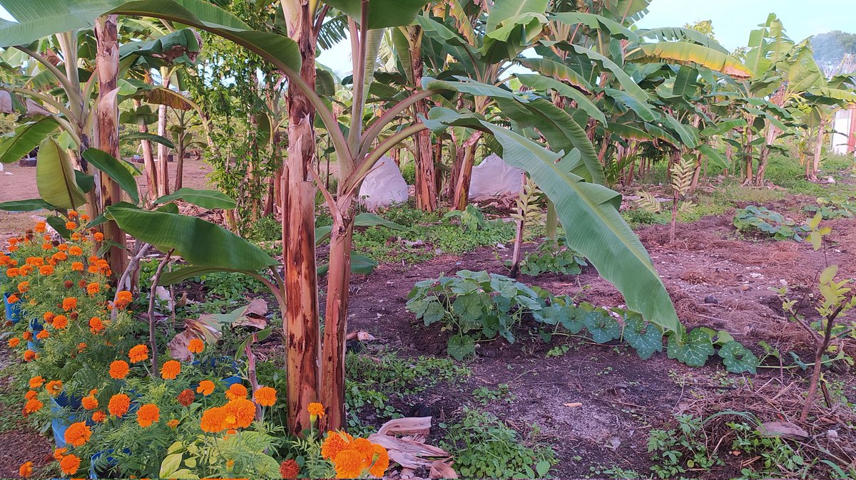 AHOrganicFarm's tweet photo. If you don’t want to use chemicals to do this and wish for a more natural route, try marigolds. The marigolds will attract ladybugs who will in turn act like security in your garden. 
#organicfarmingtips #GrowwithOoredoo
@ZuvanDhaduveria @dhanduveriya_jr https://t.co/6sAhW5slyb