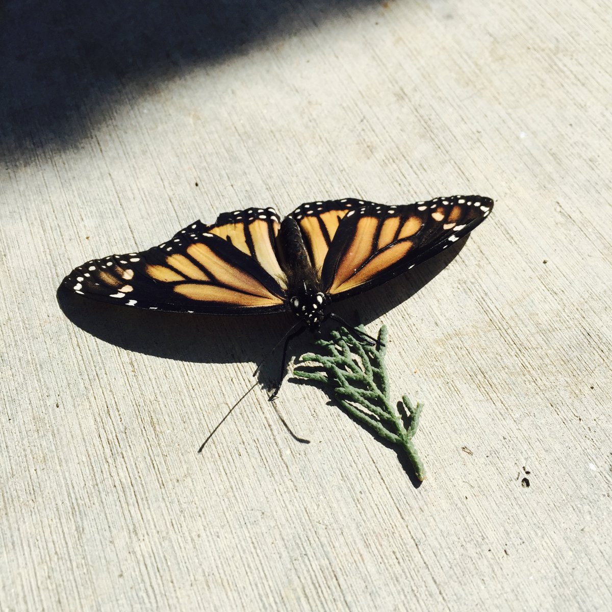 tarynoneill's tweet photo. Sharing a bit of my heart as I self-publish my story 'Lizard and the Butterfly' - a mother-daughter tale through the eyes of a neurodivergent teen in the aftermath of a pandemic. Written 7 years ago and published last year in 'Untenured'. 
https://t.co/5z4KdGCK19
#shortstory 
#amwriting.