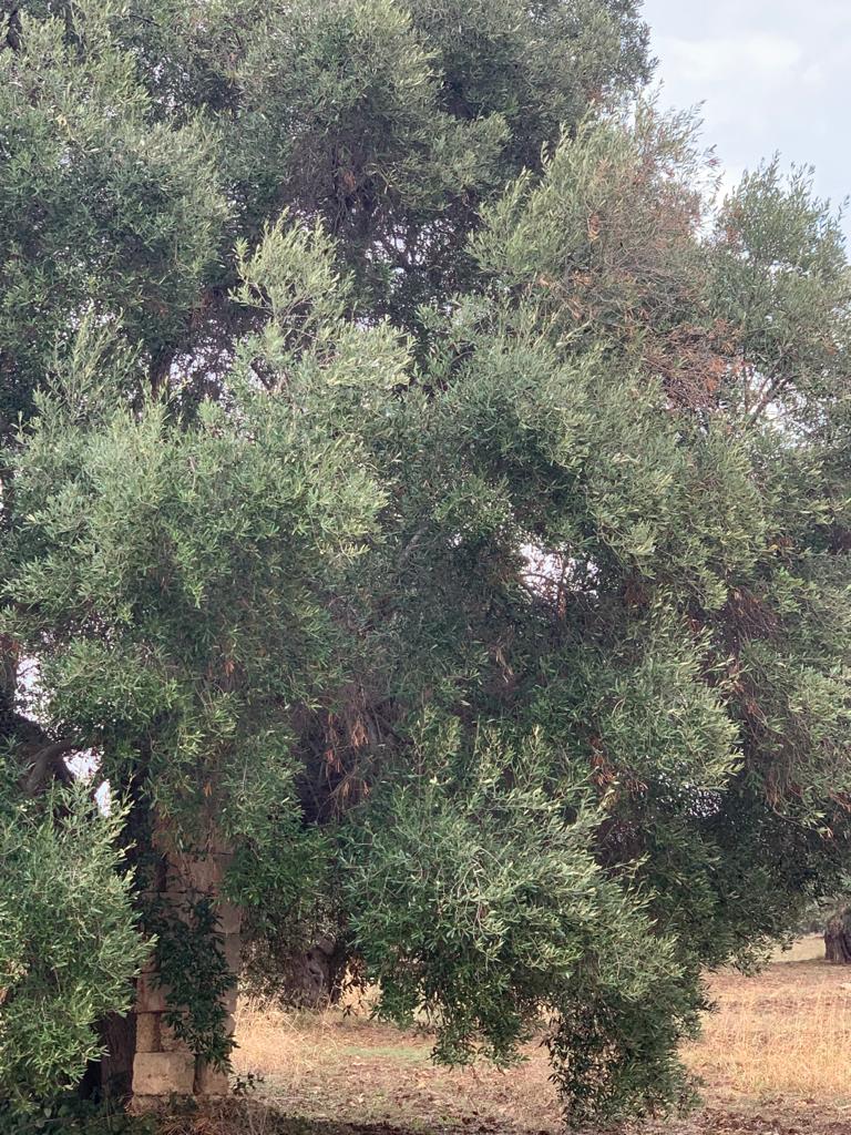 Venerdì a Brindisi il convegno Rigenerazione agricola del Salento post Xylella 
confagricolturapuglia.com/venerdi-a-brin…