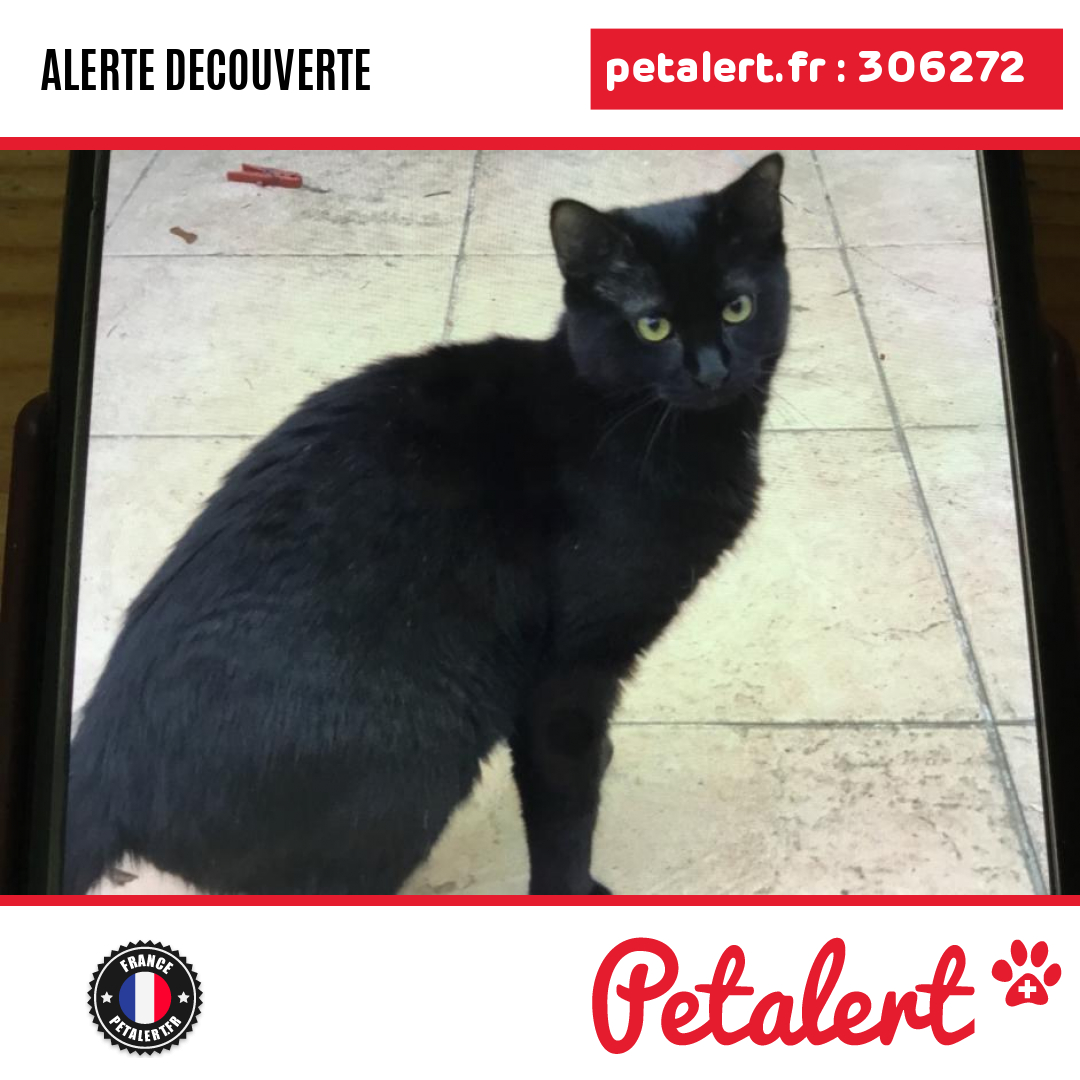 petalert_france's tweet photo. Trouvé #Chat #Essonne #LaVilleDuBois #Petalert #PetAlert91 / https://t.co/JbIRGxCHdP https://t.co/e6p4x9ENrS