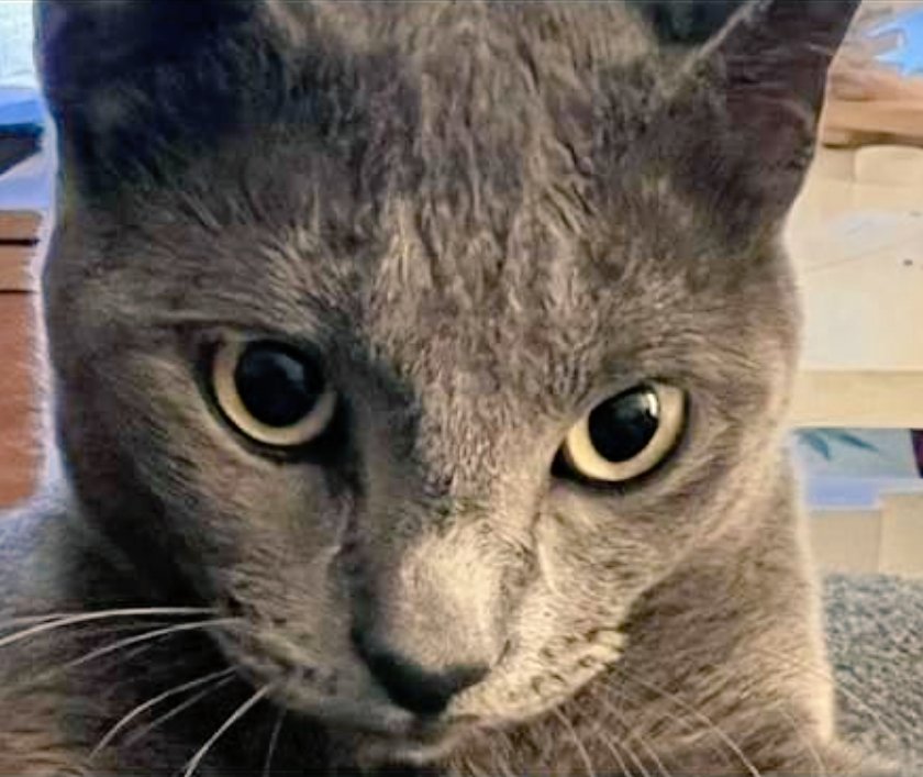 Gat perdut a #Tordera (urb. Mas Mora). En NINUS-ODÍN té una berruga a l'orella esquerra, si el veus > 617 871 780 #xarxabarcelonaperduts #gràcies #maresme