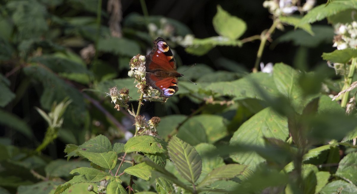 De webinars van gisteren zijn natuurlijk terug te kijken. Klik op de titel van de webinars en veel kijkplezier!

boerennatuur.nl/actueel/boeren…