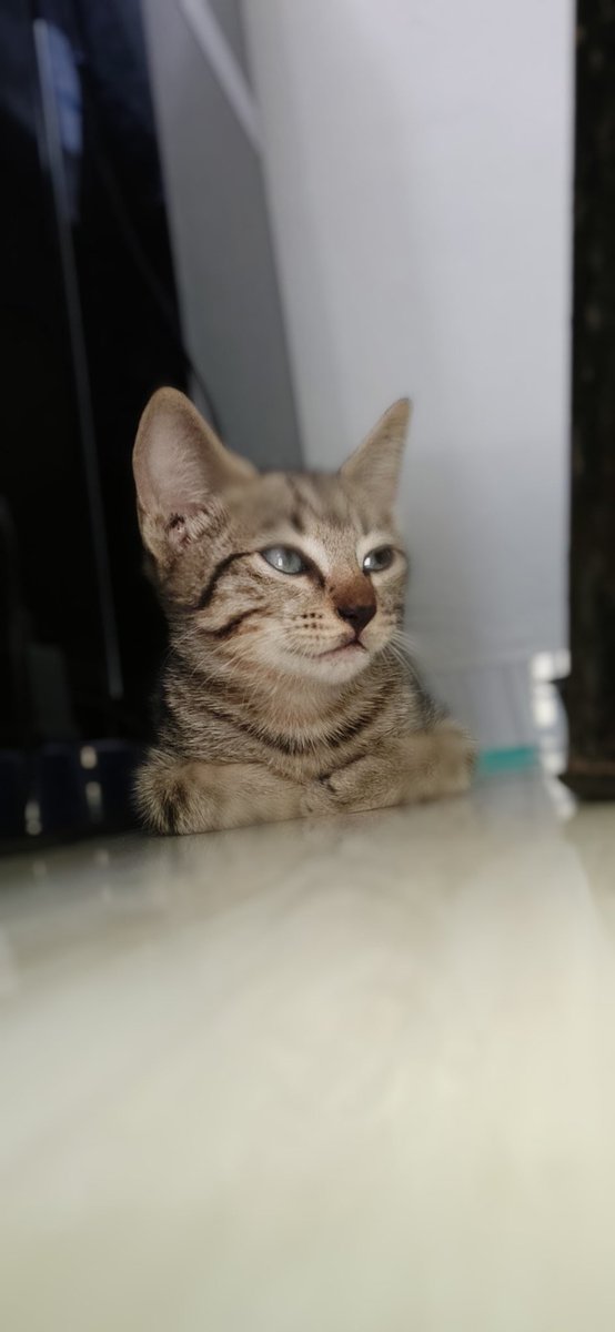 brainygeek09's tweet image. Not me and my cat watching cat videos together 😂😂😂 When did I turn out this way? 😩