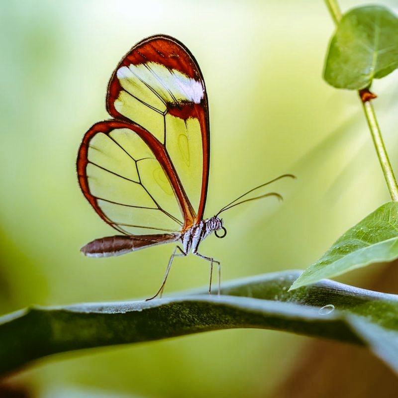Biny_Coelhinha's tweet photo. 🦋ꦿ "Quem crê somente no visível(material qe se vê e pode tocar), tem seu mundo e a mente extremadamente diminuta."
—By @Biny_Coelhinha
╰═🦋══╯
https://t.co/wgk8GZs8jT
#images #nature #frases #Pensador #misfrases #Butterfly #NaturePhotography https://t.co/lBx2TwKgGh