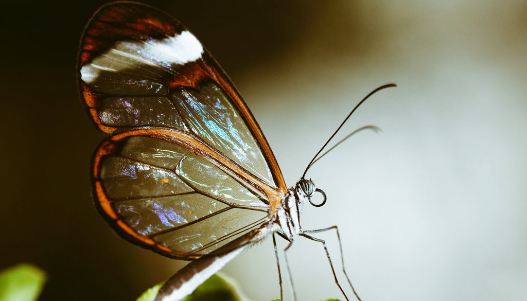 Biny_Coelhinha's tweet photo. 🦋ꦿ "Quem crê somente no visível(material qe se vê e pode tocar), tem seu mundo e a mente extremadamente diminuta."
—By @Biny_Coelhinha
╰═🦋══╯
https://t.co/wgk8GZs8jT
#images #nature #frases #Pensador #misfrases #Butterfly #NaturePhotography https://t.co/lBx2TwKgGh