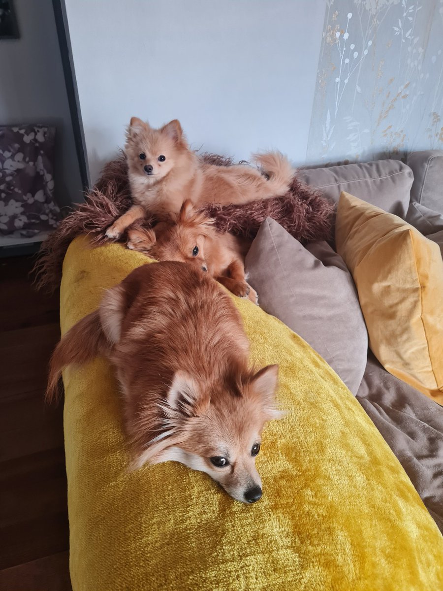 sarahmax1202's tweet photo. @Phil_Sledge Wilma winnie and peach https://t.co/Ckj7nJdpOz
