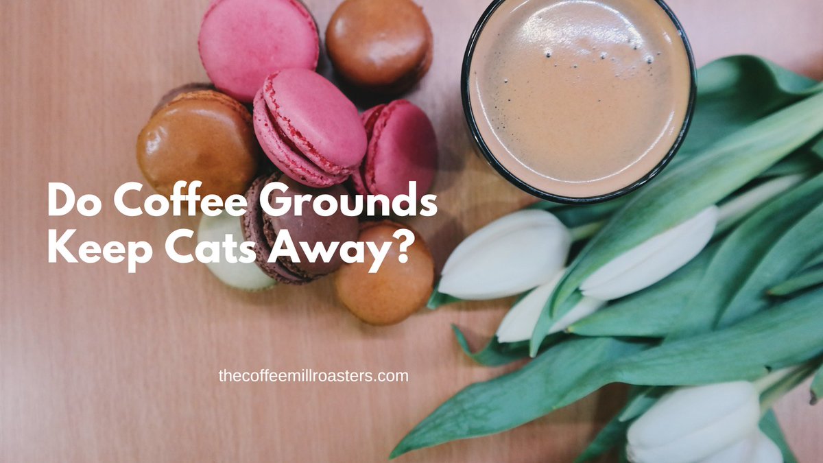 baristaraimo's tweet photo. Do Coffee Grounds Keep Cats Away?
Get more here: https://t.co/lxLNOdSiJJ
#coffeepeople #coffeefreak #coffeebike #coffeeandtea #coffeenow #coffeehour https://t.co/3AcNgScMev