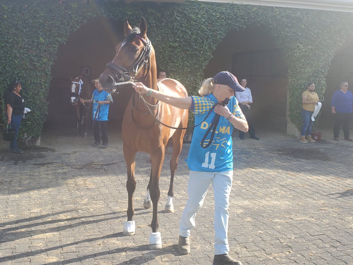 sdhorserace tweet media