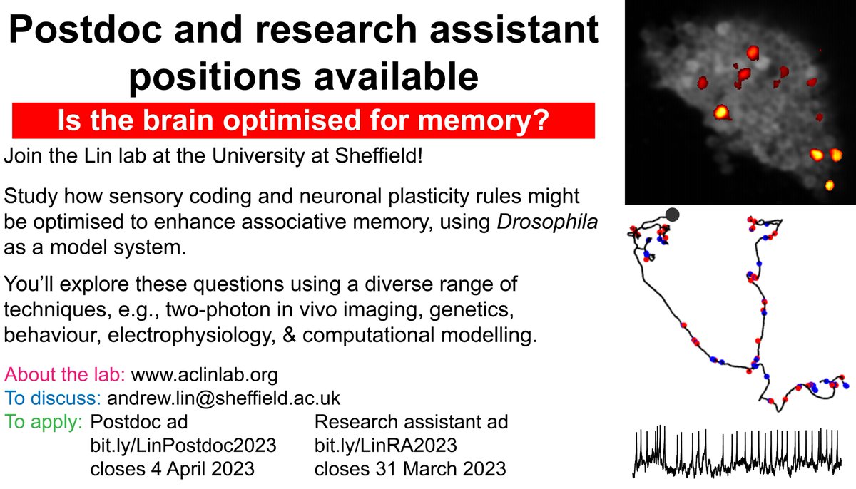 We're looking to hire postdocs and an RA! We study how  sensory coding and neuronal plasticity rules might be optimised for memory. Postdoc ad: bit.ly/LinPostdoc2023 (closes 4 Apr). RA ad: bit.ly/LinRA2023 (closes 31 Mar). Please RT &amp; spread the word!