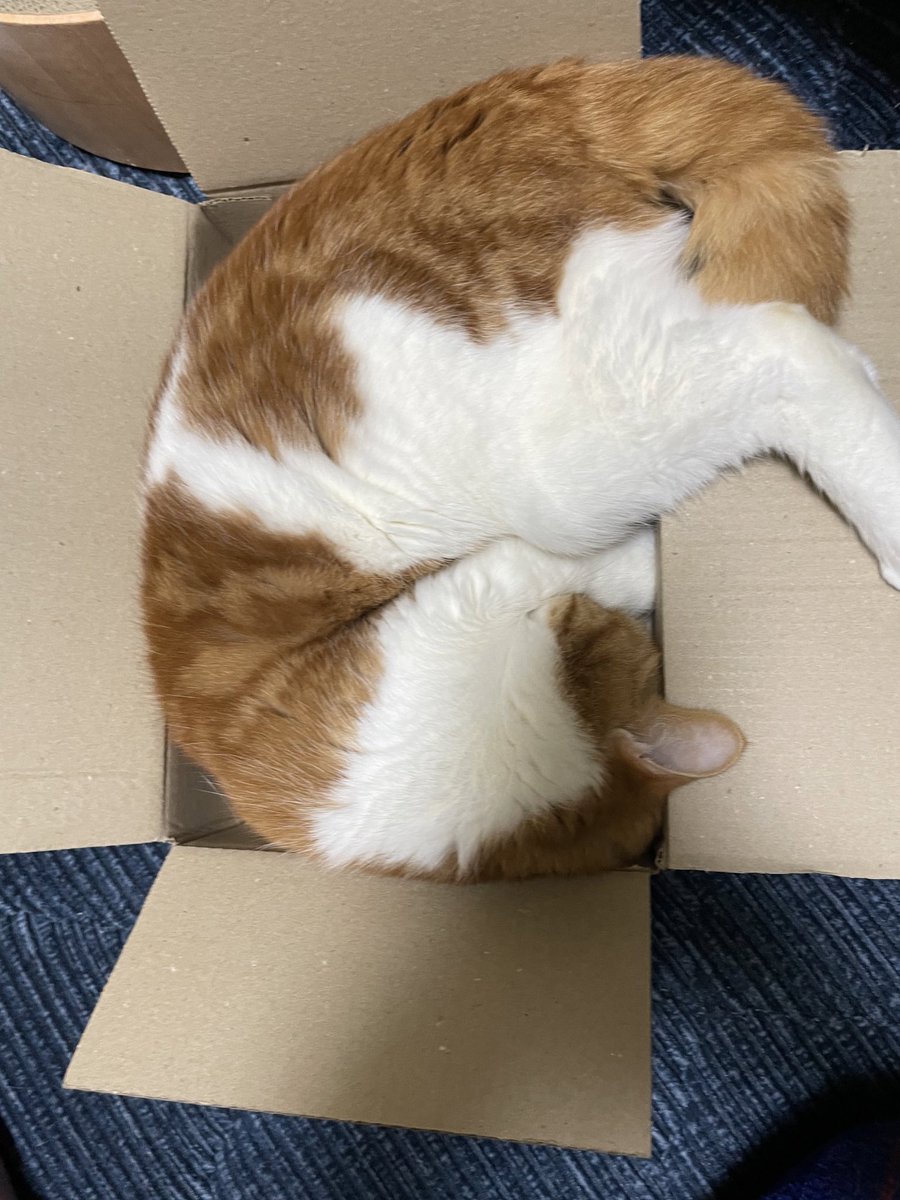 Scottish_9chan's tweet photo. きゅうちゃん、その箱絶対ちいさいよね( ˙-˙)
#猫のいる暮らし
#猫画像 https://t.co/zVCZzwZ8Pg