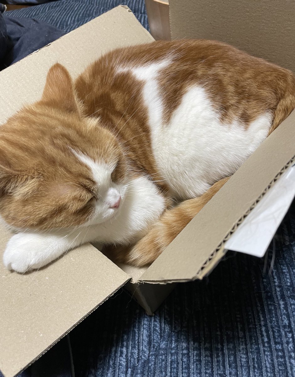 Scottish_9chan's tweet photo. きゅうちゃん、その箱絶対ちいさいよね( ˙-˙)
#猫のいる暮らし
#猫画像 https://t.co/zVCZzwZ8Pg