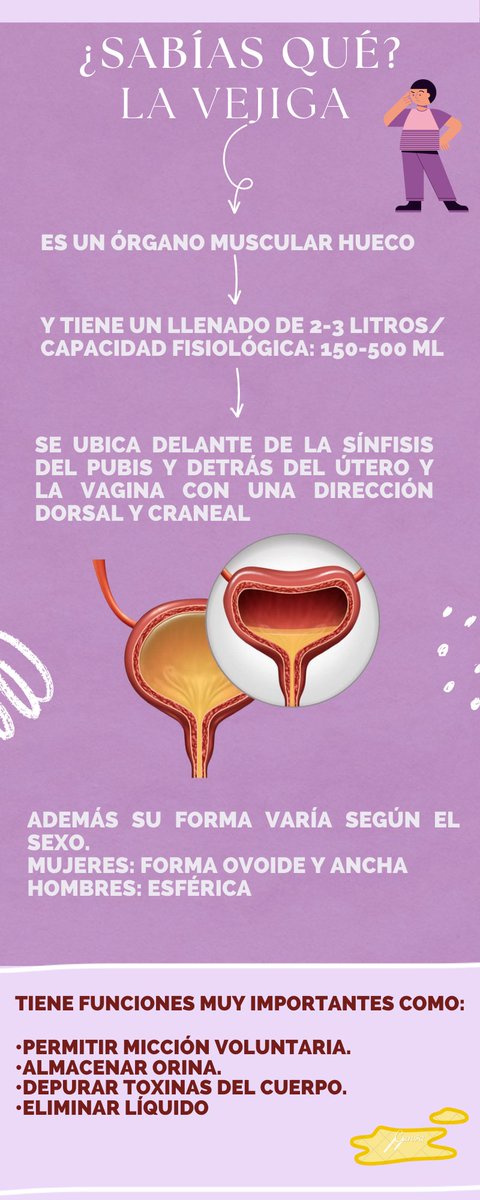 nanisbubble_90's tweet photo. ¿Sabías qué? 🤔💭📌
¡Conoce estos datos interesantes acerca de la vejiga! ⬇️
#fisioterapia #ginecoobstetricia https://t.co/UVVeViy2eE