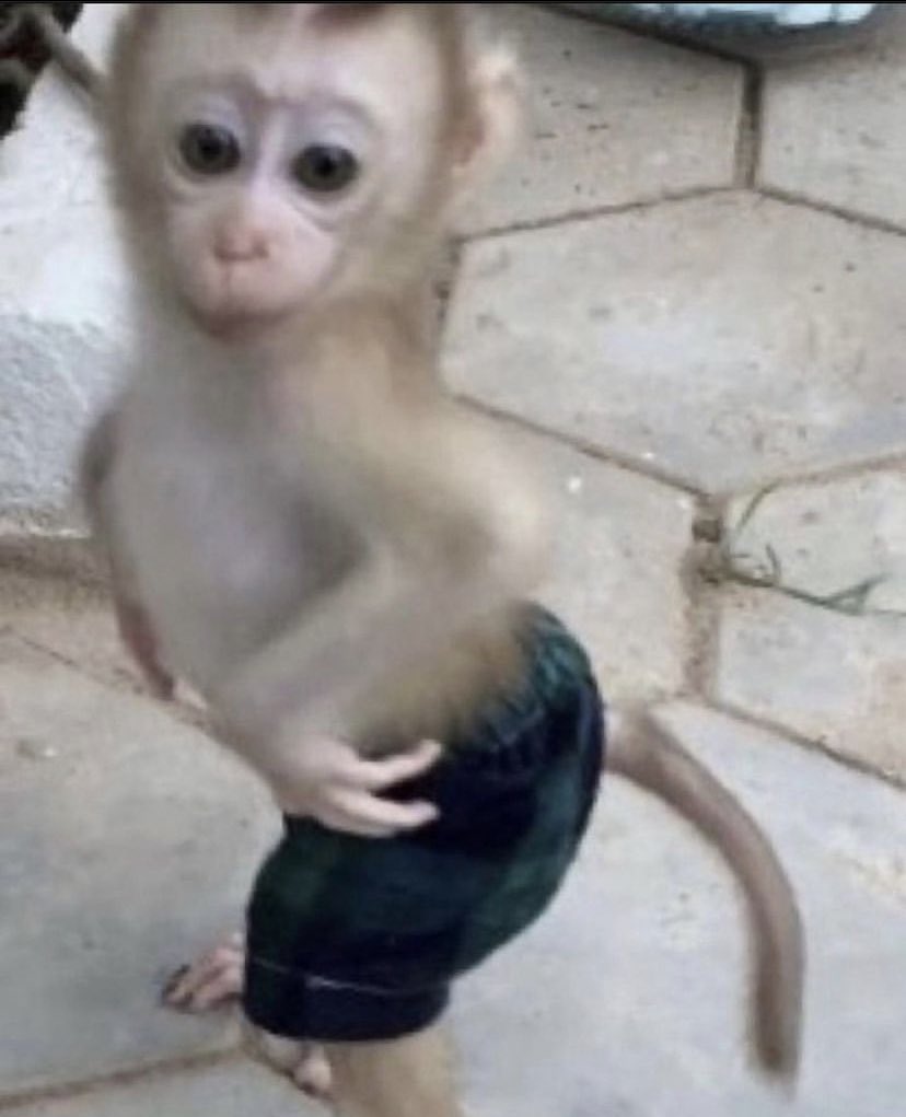 reactjpg's tweet photo. baby monkey in little shorts https://t.co/kGsP9V1cRn